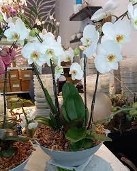 Envio y venta de flores ,rosas, plantas,arreglos florales ,regalos y desayunos a domicilio con delivery gratis en la Ciudad Autonoma de Buenos Aires y con costo de env�o en localidades del Gran Buenos Aires asi como delivery de flores y plantas a trav�s de florerias asociadas en todas las provincias de la Argentina, Buenos Aires, la Pampa, Tucuman, La Rioja, R�o Negro, Entre Rios, Corrientes, Misiones, Neuquen, Chubut, Tierra del Fuego, Santa Cruz, San Luis, Mendoza, Cordoba, Jujuy, Formosa, Santiago del Estero, Salta, Chaco, Catamarca ,San Juan, y ademas realizamos el delivery de flores ,coronas,palmas , plantas y regalos a todas las ciudades de Argentina, Mar del Plata, C�rdoba, Buenos Aires, con cargo en Santa Rosa, La Plata, Bella Vista, Neuquen, Pilar, Paran�, Posadas, Resistencia, Cipolleti y mas de 300 ciudades y localidades en todo el territorio de nuestro pa�s, asi como tambien tenemos la posibilidad de enviar flores a casi todo el mundo en cuestion de horas